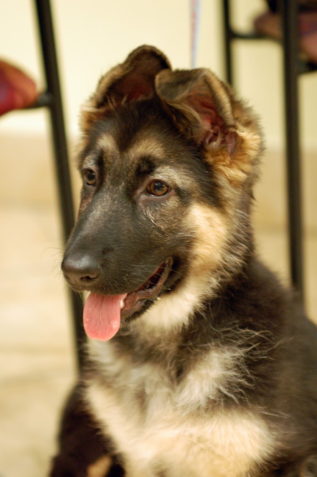 PAWS-ITIVE PUPPIES | 670 Taunton Rd W, Oshawa, ON L1H 7K4, Canada | Phone: (905) 430-3647