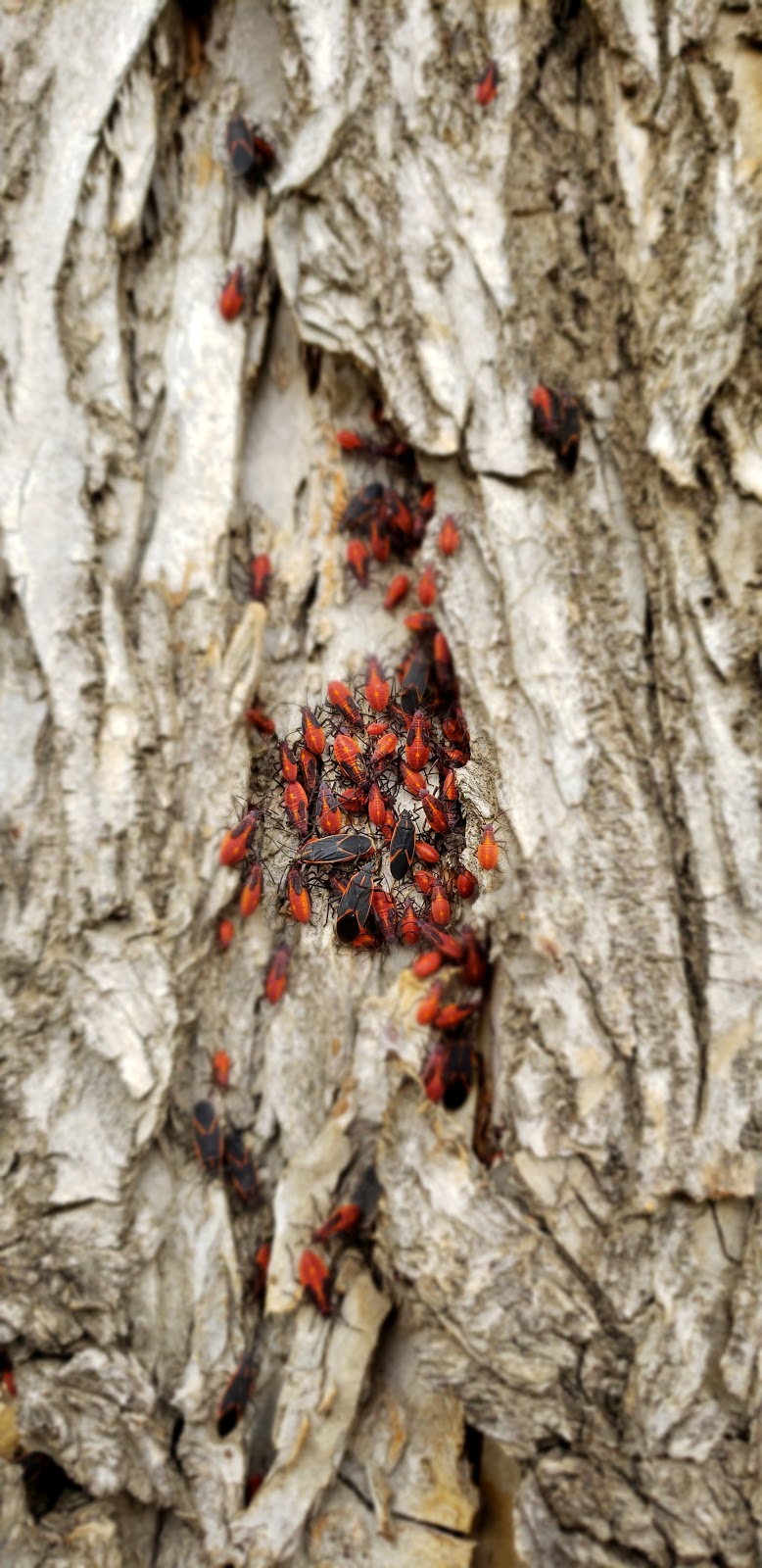 Idywyld Park | Nutana, Saskatoon, SK S7M 0A4, Canada