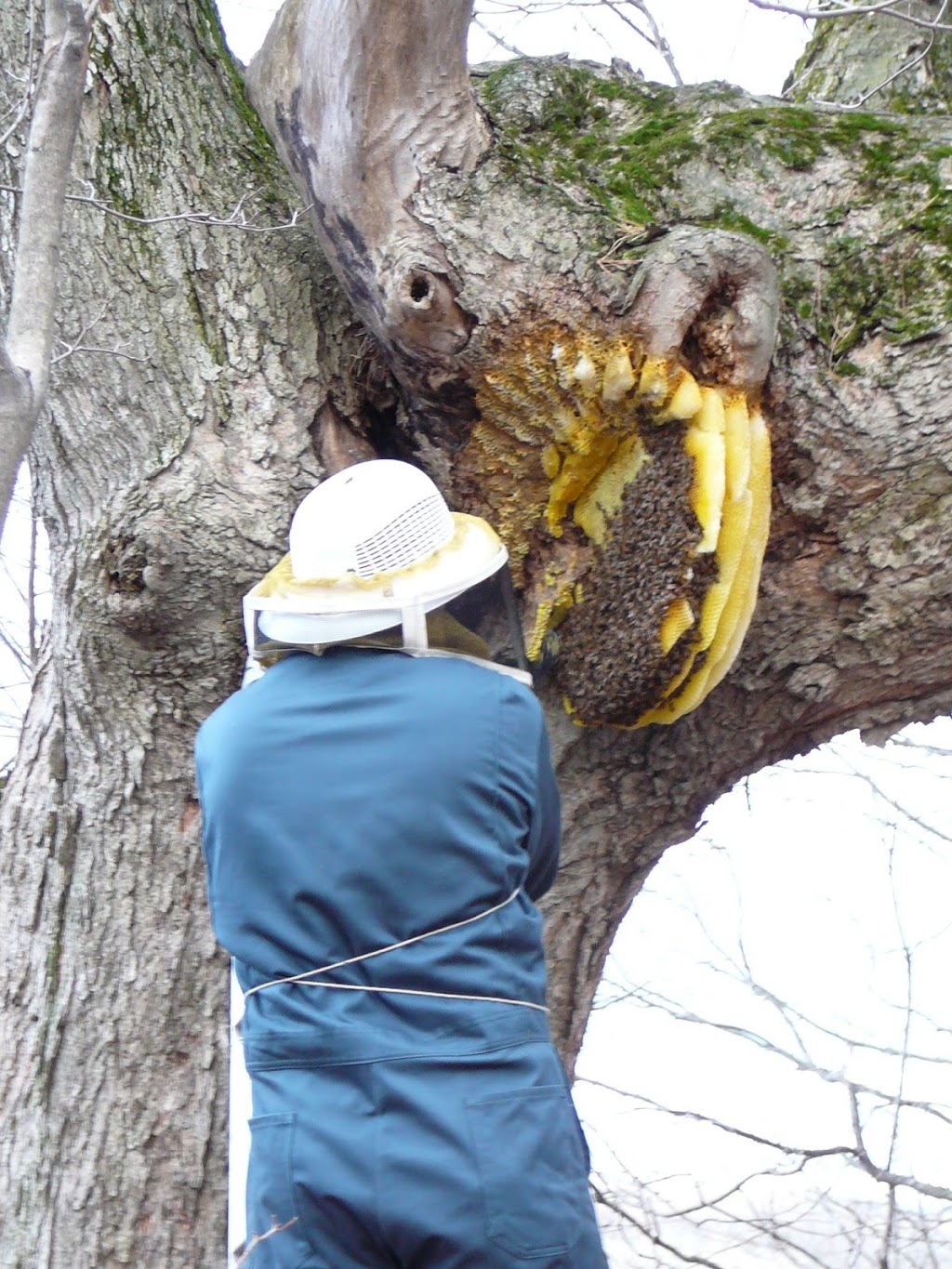 Kingsburgh Apiaries - Bee Quest Honey | 927438 County Rd 8, Bright, ON N0J 1B0, Canada | Phone: (519) 632-9852