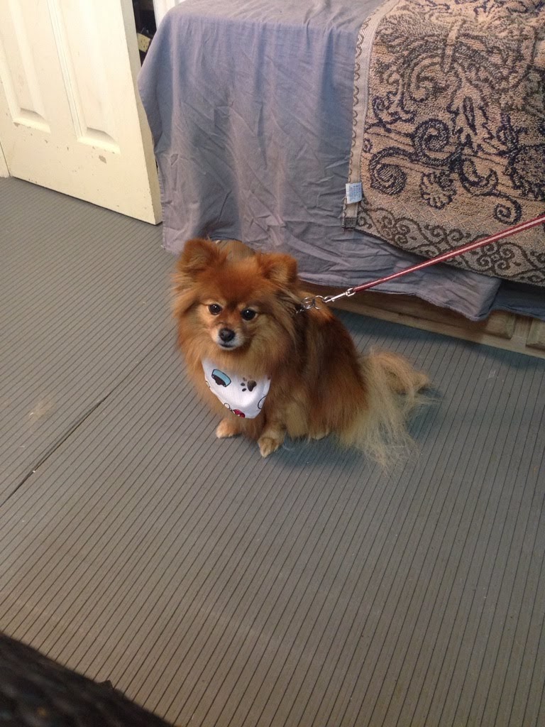 Digits Dog Grooming | 48 Lakeshore Rd, Selkirk, ON N0A 1P0, Canada | Phone: (905) 776-1210