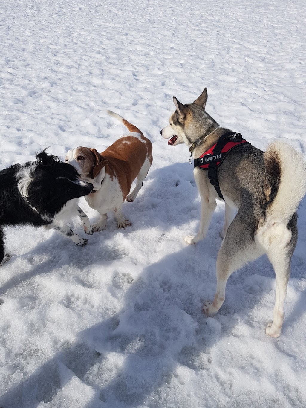 Rockland Dog Park | Poupart Rd, Rockland, ON K4K 1K9, Canada | Phone: (613) 487-3412