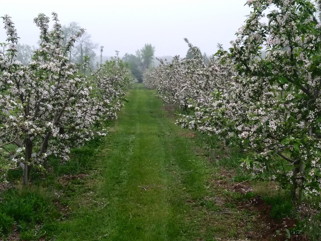 Scotview Orchards | 159 Norwich Rd, Scotland, ON N0E 1R0, Canada | Phone: (519) 446-2476