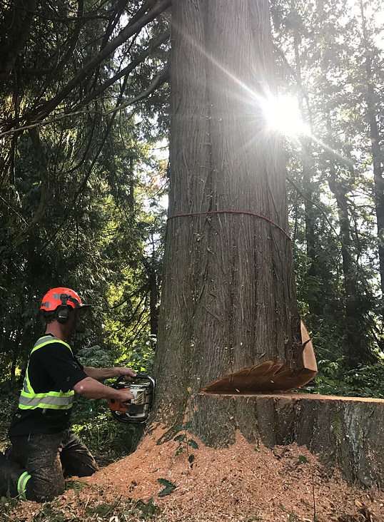 M.Mcconkey Arborist Services Ltd | 34976 Laburnum Ave, Abbotsford, BC V2S 5M7, Canada | Phone: (604) 597-2286