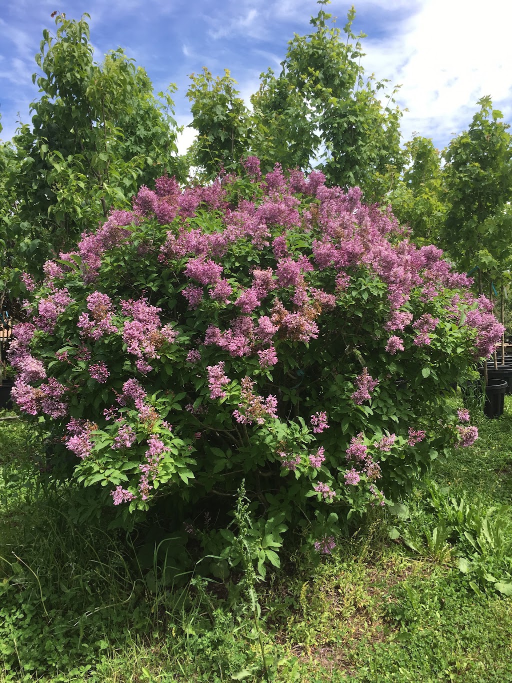 LES PLANTATIONS LÉTOURNEAU | 11150 Rte Sir Wilfrid Laurier, Mirabel, QC J7N 1L9, Canada | Phone: (450) 438-4381