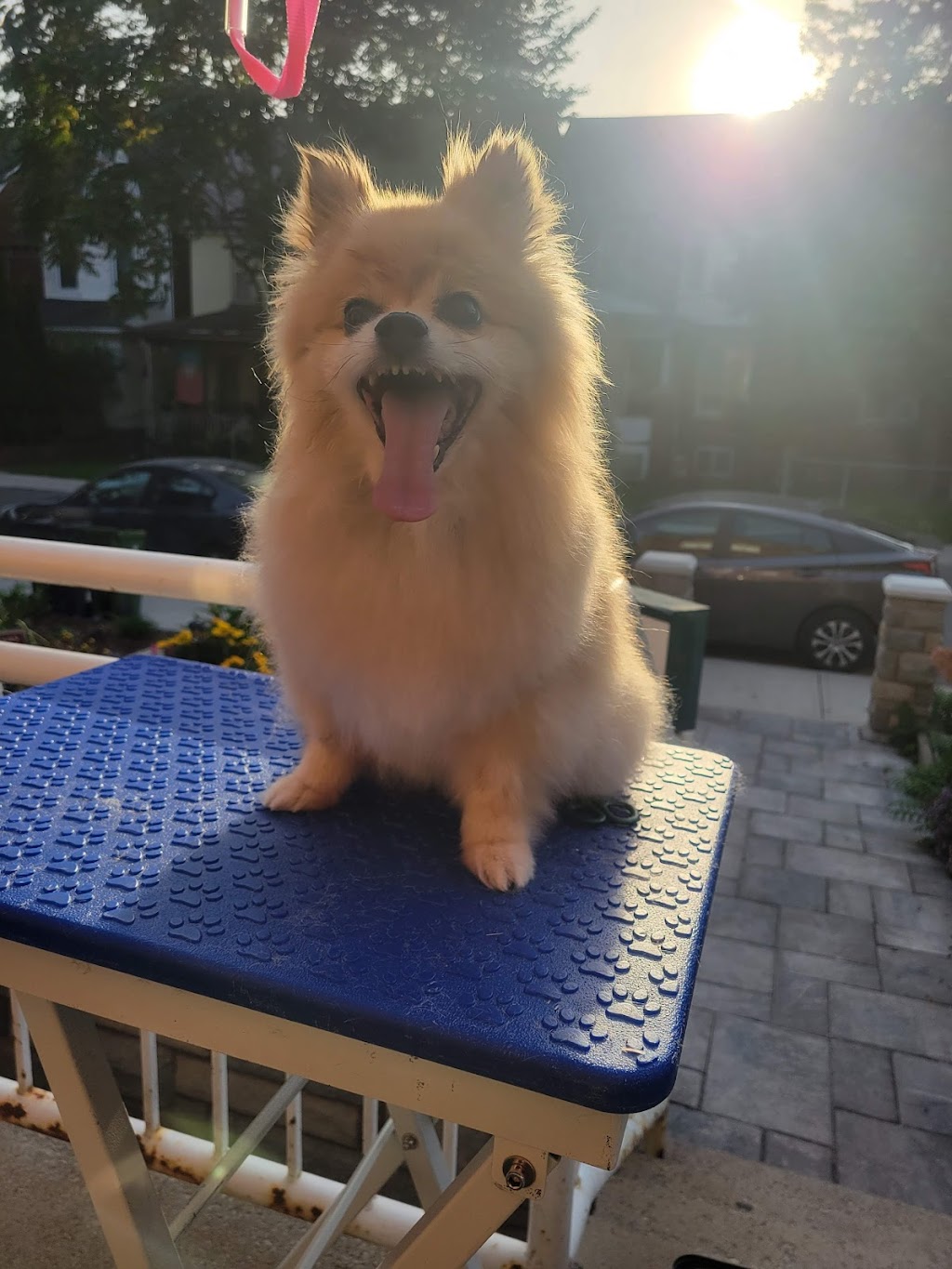 Kleinburgspaws | 18 Ghent Dr, Kleinburg, ON L4H 4T8, Canada | Phone: (647) 201-2640