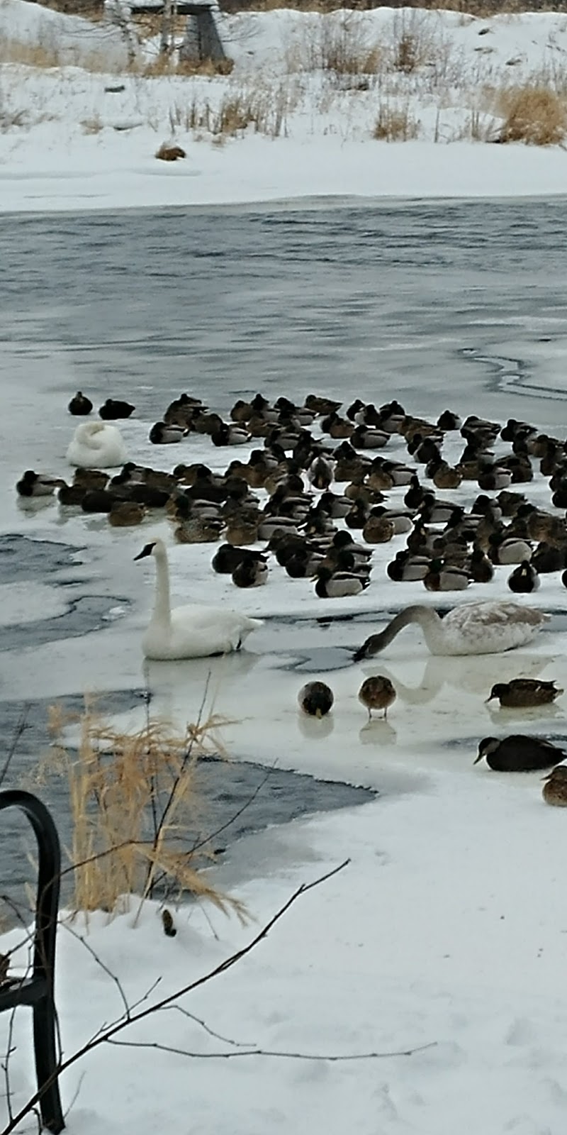 Fielding Bird Sanctuary | Sudbury, ON P3E 5S3, Canada