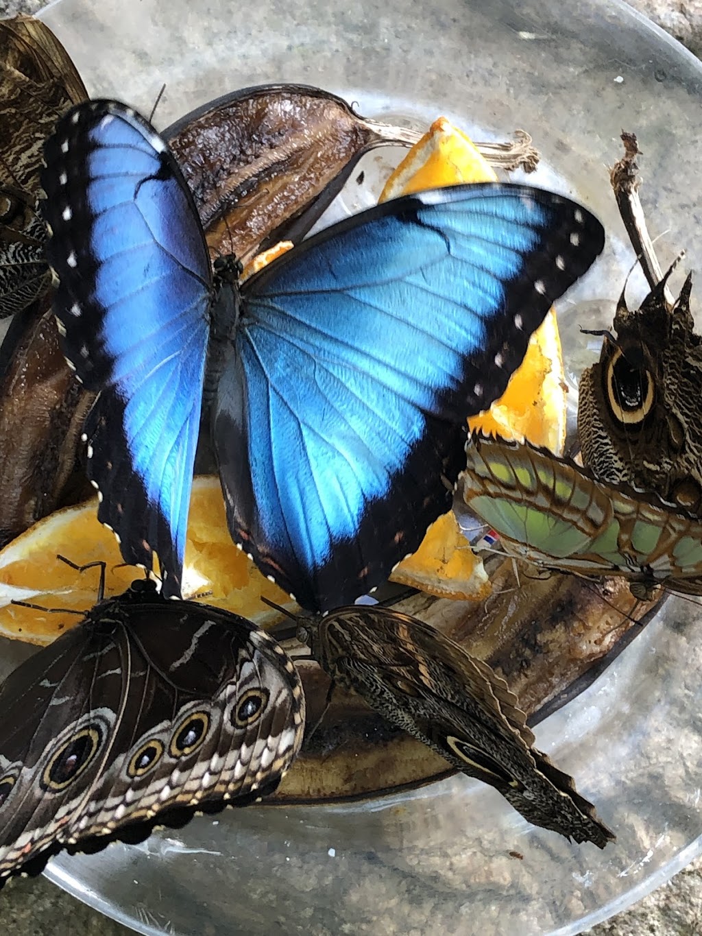 Butterfly World, Coombs | 1080 Winchester Rd, Coombs, BC V0R 1M0, Canada | Phone: (250) 248-7026