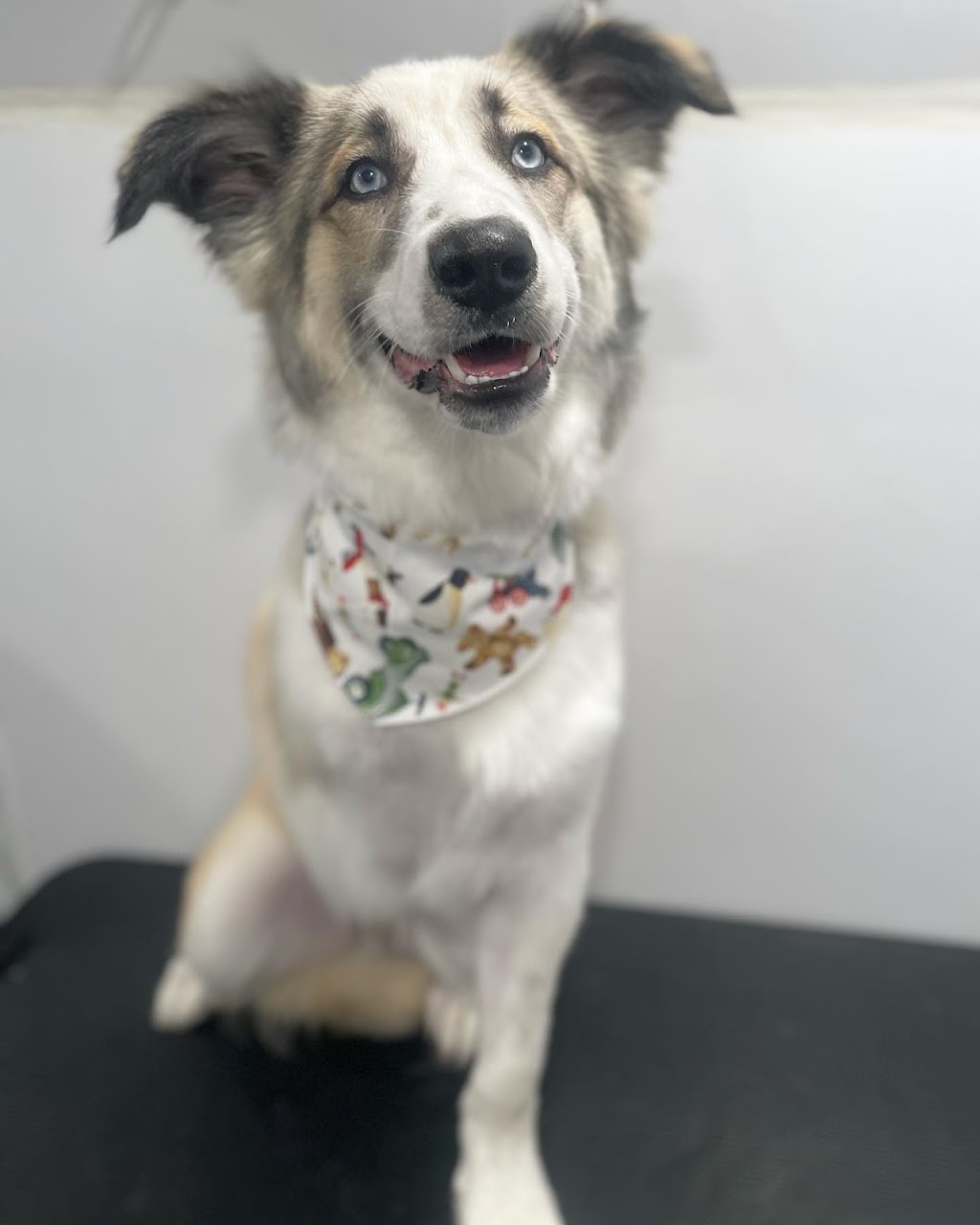 Fosters Mobile Grooming | Baysprings Link SW, Airdrie, AB T4B 0R7, Canada | Phone: (587) 664-9126