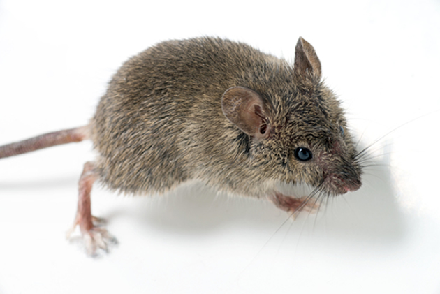 JJ PEST CONTROL INC. | 17 Fieldstone Ln, Caledon, ON L7C 3Y8, Canada | Phone: (647) 890-1695