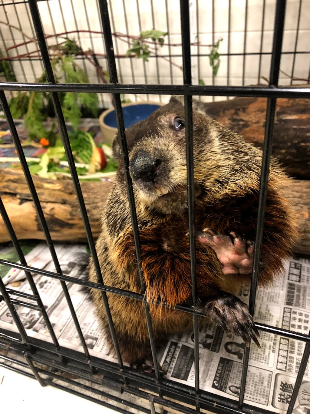 Procyon Wildlife | 6441 7th Line, Beeton, ON L0G 1A0, Canada | Phone: (905) 729-0033
