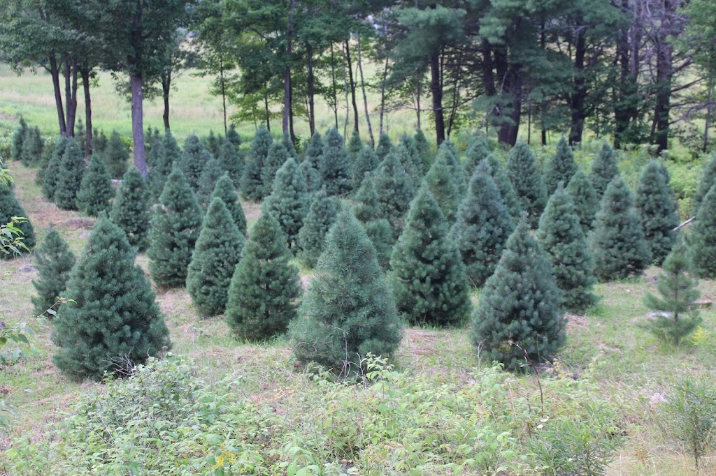Sernoskies Tree Farm | 760 Griffith Wagner Rd, Golden Lake, ON K0J 1X0, Canada | Phone: (613) 757-1940