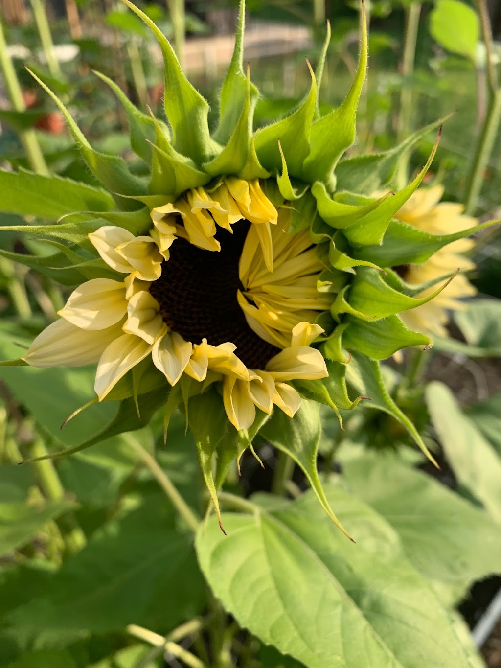 Bluewater Flower Farm | 39 Blue Water Pkwy, Selkirk, ON N0A 1P0, Canada | Phone: (905) 818-9121