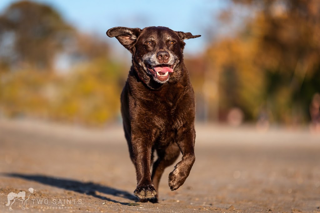 Oh My Dog Walking & Pet Photography | 24 Shelley Ave, St. Catharines, ON L2N 5L5, Canada | Phone: (905) 933-1035