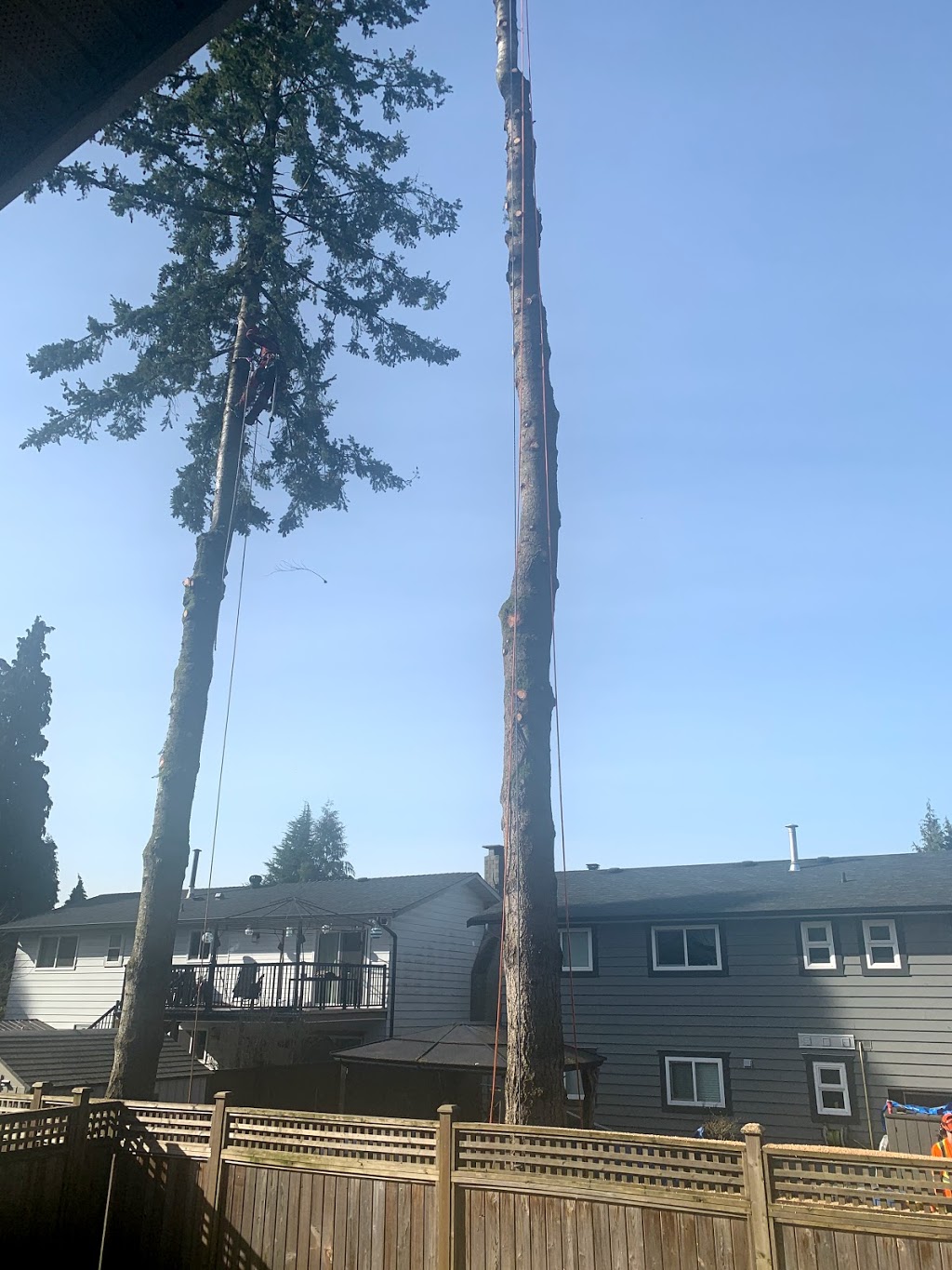 Ridge Meadows Tree Service | 12351 203 St, Maple Ridge, BC V2X 4V9, Canada | Phone: (604) 353-4979
