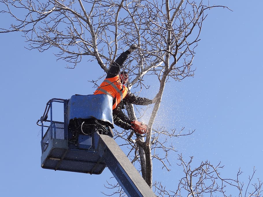 Ben Girard Arboriculture - Services darbres Rawdon | 4171 Rue Petit, Rawdon, QC J0K 1S0, Canada | Phone: (514) 622-9833