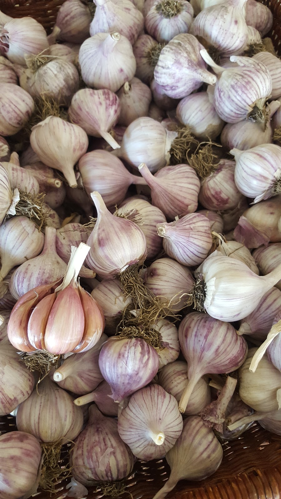 Durant Gourmet Garlic | 7272 L & a Rd, Vernon, BC V1B 3S8, Canada