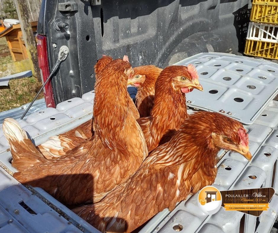 Chicken Coop (canadianchickencoop.ca) | 611 Chem. des Cèdres, Notre-Dame-du-Laus, QC J0X 2M0, Canada | Phone: (819) 767-2626