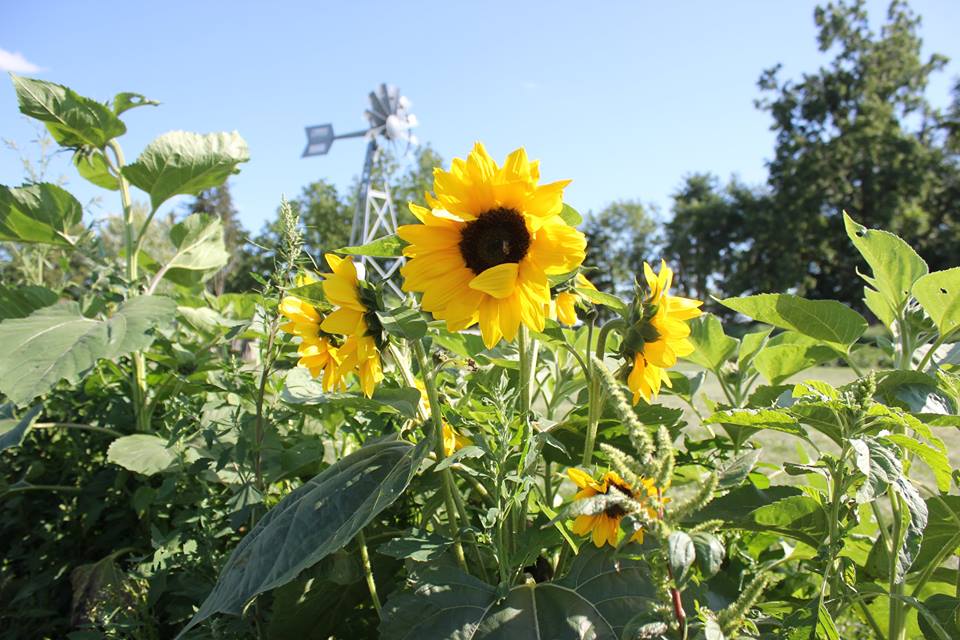 Andrews Scenic Acres | 9365 10 Side Rd, Milton, ON L9T 2X9, Canada | Phone: (905) 878-5807