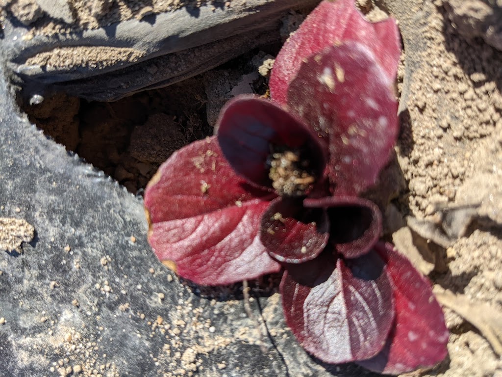 Nos Racines - projet paysan - | 1006 Rang Bourgchemin O, Saint-Hugues, QC J0H 1N0, Canada | Phone: (450) 881-4248