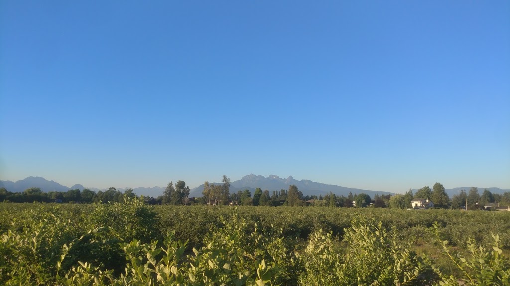 Twin berry - NRK Sahota Blueberry Farms Ltd | 19478 Old Dewdney Trunk Rd, Pitt Meadows, BC V3Y 2S1, Canada | Phone: (778) 658-0406
