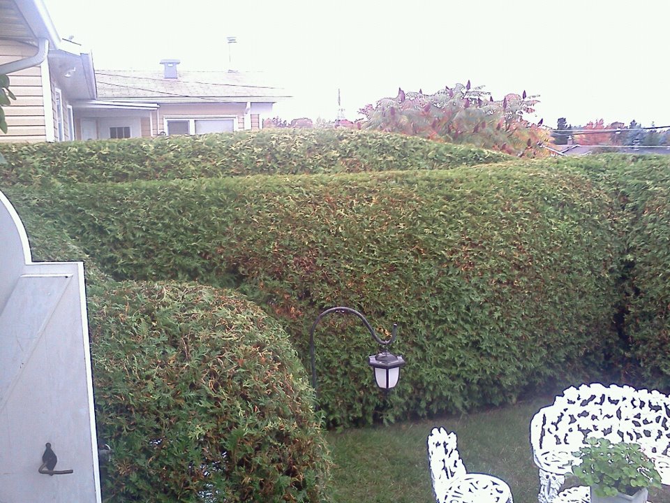Patrick Robidas Professional Cedar Trimming | 349 Rue Hébert, Sherbrooke, QC J1N 3L7, Canada | Phone: (819) 674-5806