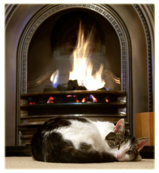 Cat Utopia | 7424 185 St, Surrey, BC V4N 6C2, Canada | Phone: (778) 571-1024