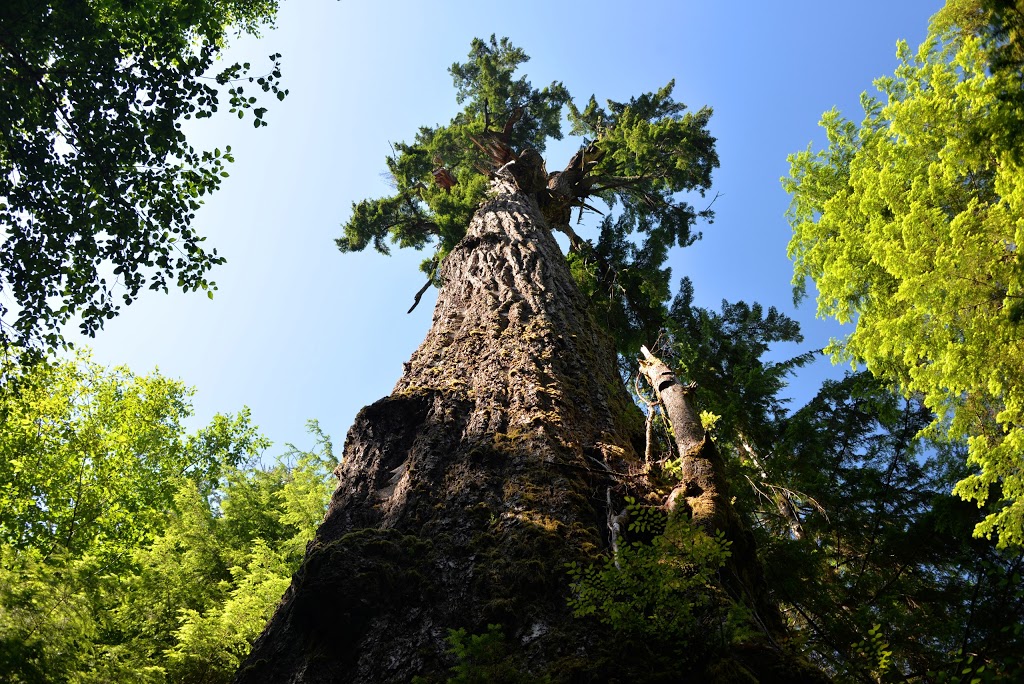Red Creek Fir - the worlds largest Douglas Fir tree | Juan de Fuca, BC V0S, Canada | Phone: (778) 817-1068