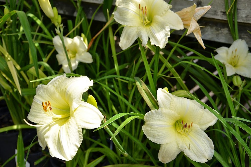 Baseline Nursery and Garden Centre | 9070 Elviage Dr, London, ON N6K 4N5, Canada | Phone: (519) 657-1265