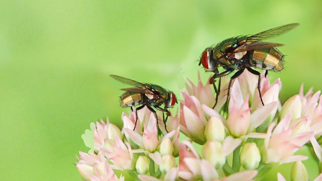 Zolo Pest Control Inc | 70 Cotton St, Bowmanville, ON L1C 5H2, Canada | Phone: (905) 244-1214