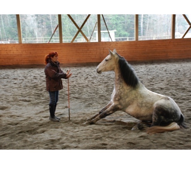 Sandy Lang Horsemanship | 4700 Charlie Spruce Pl, Abbotsford, BC V3G 2K9, Canada | Phone: (604) 850-1243