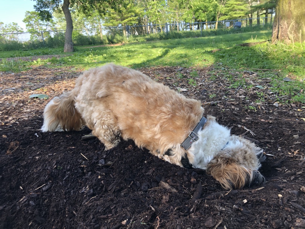 Quinte Dog Park | Mary St, Belleville, ON K8P 3P6, Canada | Phone: (613) 967-3275