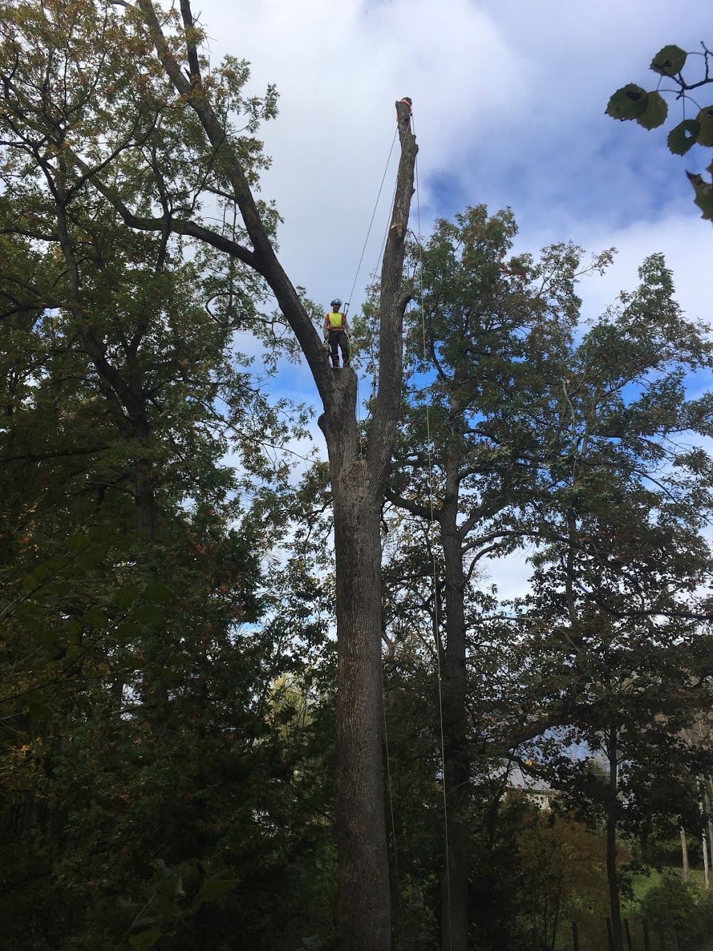 Mercier’s Tree Service | 270 Lorindale Dr, Oshawa, ON L1H 6X4, Canada | Phone: (289) 355-3177