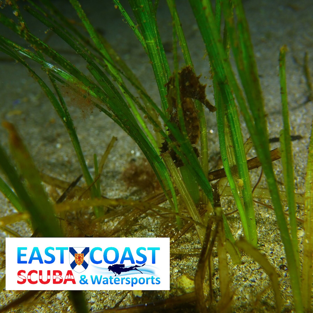 East Coast Scuba & Watersports | 1440 Bedford Hwy, Bedford, NS B4A 1E4, Canada | Phone: (902) 405-3483
