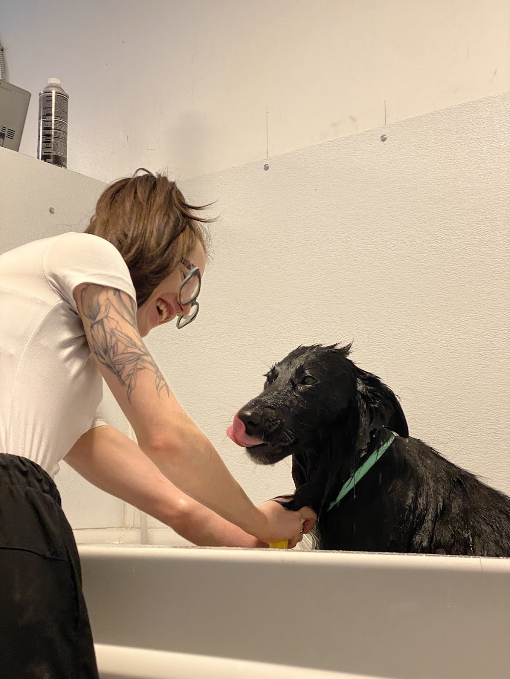 Golden Ears Grooming | 4660 Western Rd, Courtenay, BC V9N 3T2, Canada | Phone: (250) 702-1434