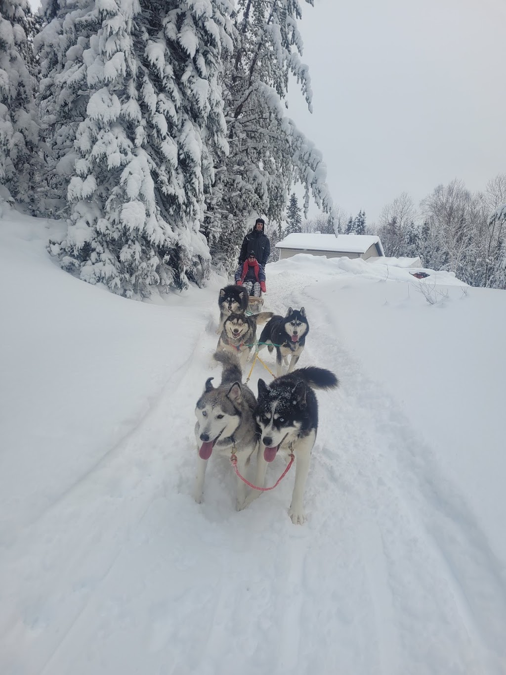Siberlou | 749 Mnt de la Mer Bleue, LAscension, QC J0T 1W0, Canada | Phone: (819) 275-3957