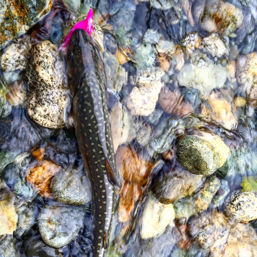 Whistler Fishing Guides | Whistler, BC V8E 1J9, Canada | Phone: (855) 522-3474