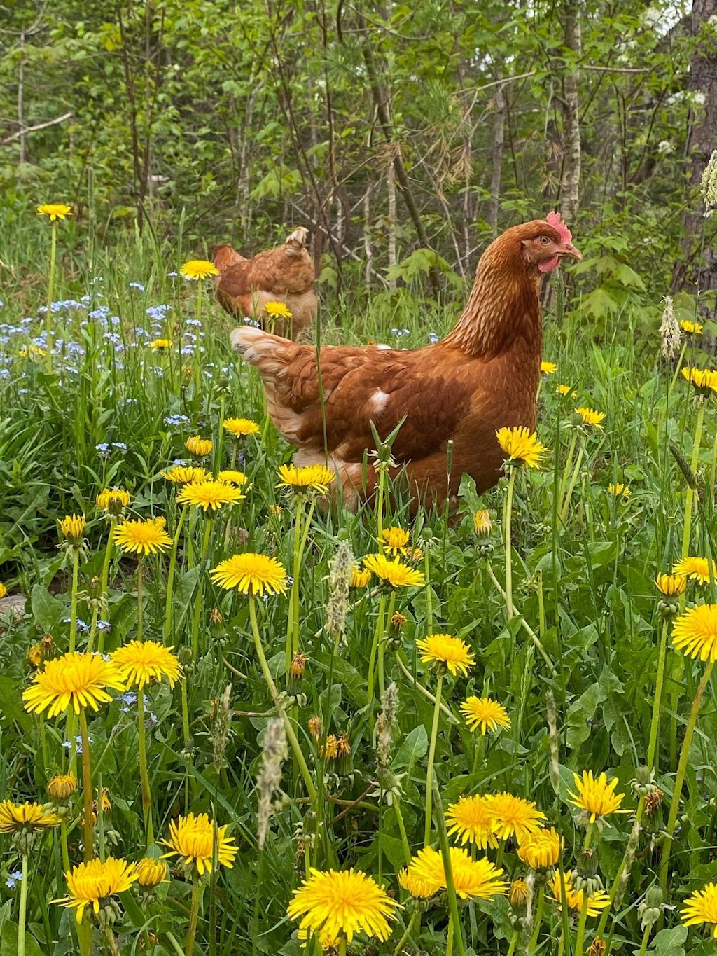 Maggies Farm | 54 Highway 326, Earltown, NS B0K 1V0, Canada | Phone: (902) 657-0049
