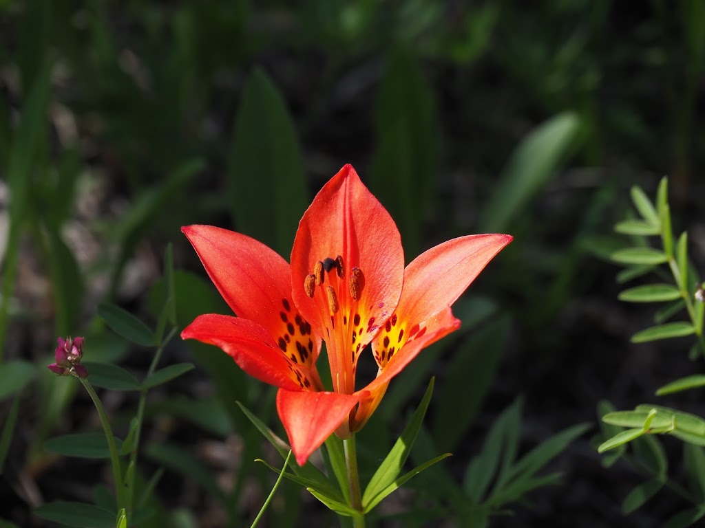 Elk Flats Group Campground | Bow Valley Trail, Kananaskis, AB T0L, Canada | Phone: (877) 537-2757