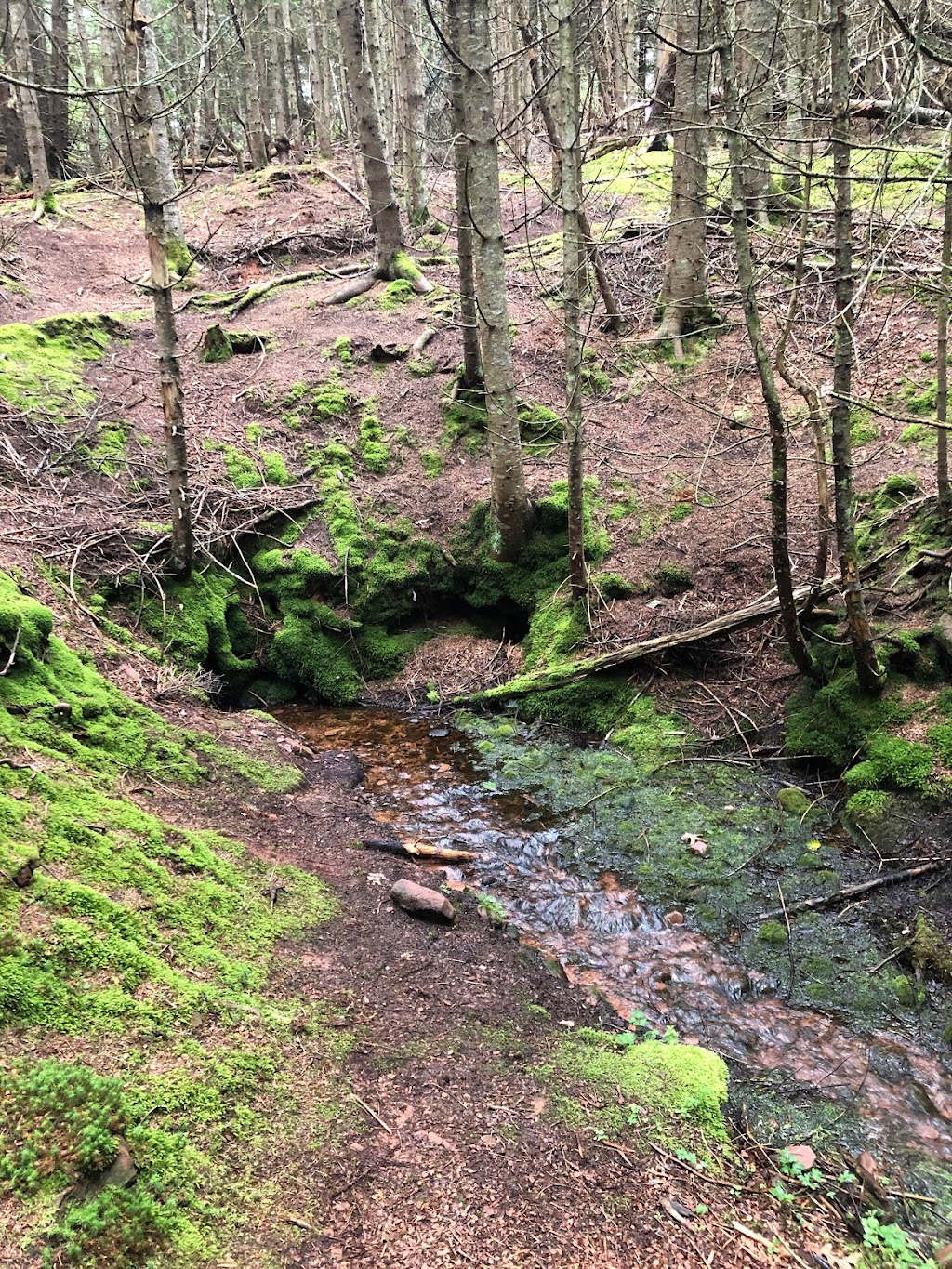 Wrights Creek Watershed Natural Area | 2 Oakland Dr, Charlottetown, PE C1C 1M9, Canada | Phone: (902) 628-1176
