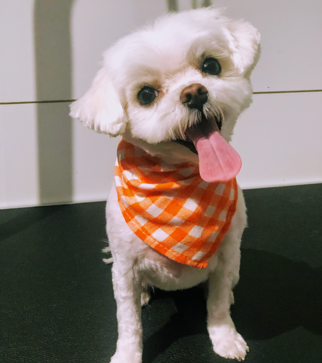 Chelsie Bows For Paws Dog Grooming Services | 5900 Jinkerson Rd, Chilliwack, BC V2R 0B2, Canada | Phone: (778) 322-4903