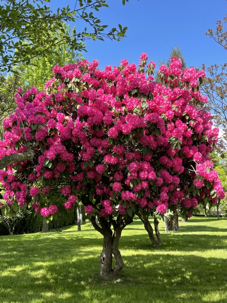 Bloom Garden Weddings | 6450 Chadsey Rd, Chilliwack, BC V2R 4K8, Canada | Phone: (604) 991-1682
