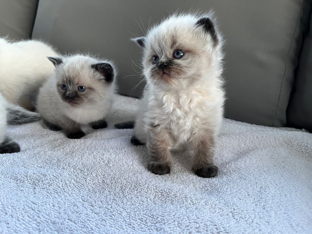 Woodside Kittens | 47920 Camp River Rd, Chilliwack, BC V4Z 0B6, Canada | Phone: (604) 991-8001