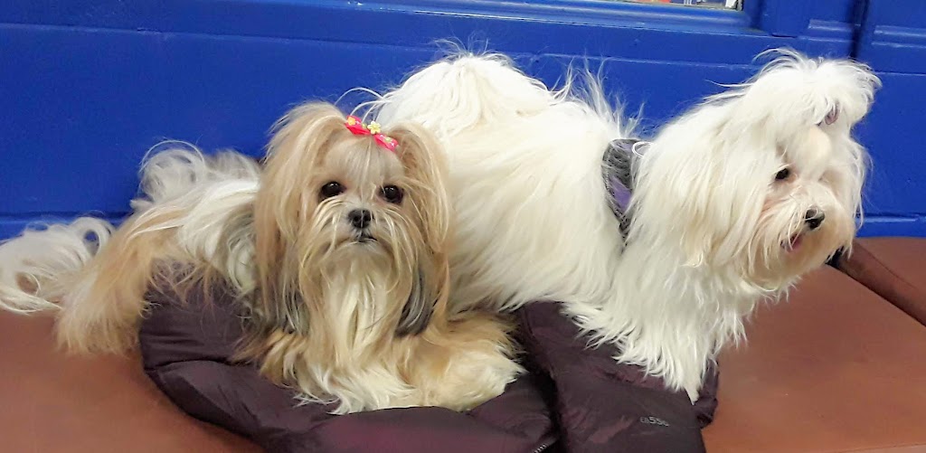 Club Canin Chomedey Inc | 6990 Av. des Perron, Laval, QC H7J 1G6, Canada | Phone: (450) 963-1298