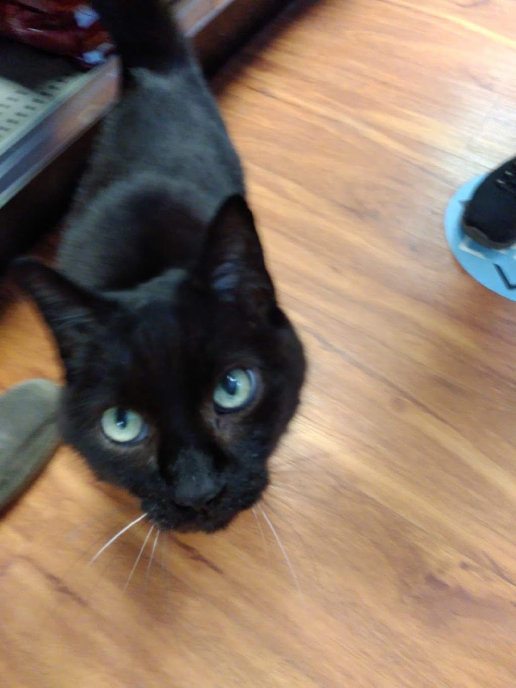 Paulmacs Pets | 12311 Hwy 35, Heritage Plaza, Minden, ON K0M 2K0, Canada | Phone: (705) 286-1172