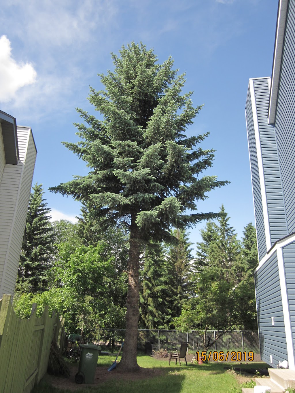 Branches Tree Care | Box 896, Bon Accord, AB T0A 0K0, Canada | Phone: (780) 721-9161