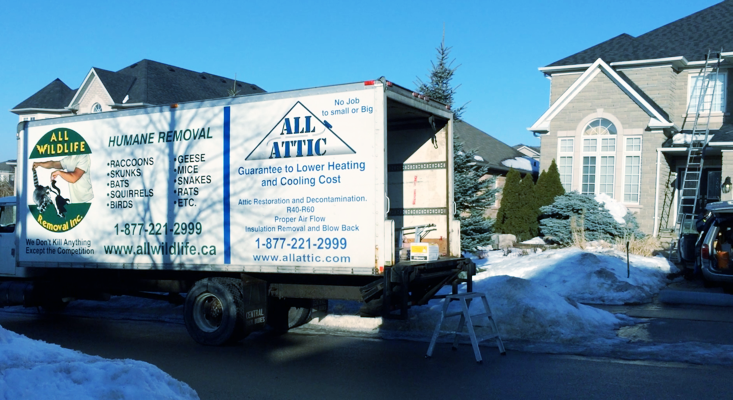 All Wildlife Removal Inc. | 751 Old York Rd, Burlington, ON L7P 4X8, Canada | Phone: (877) 221-2999