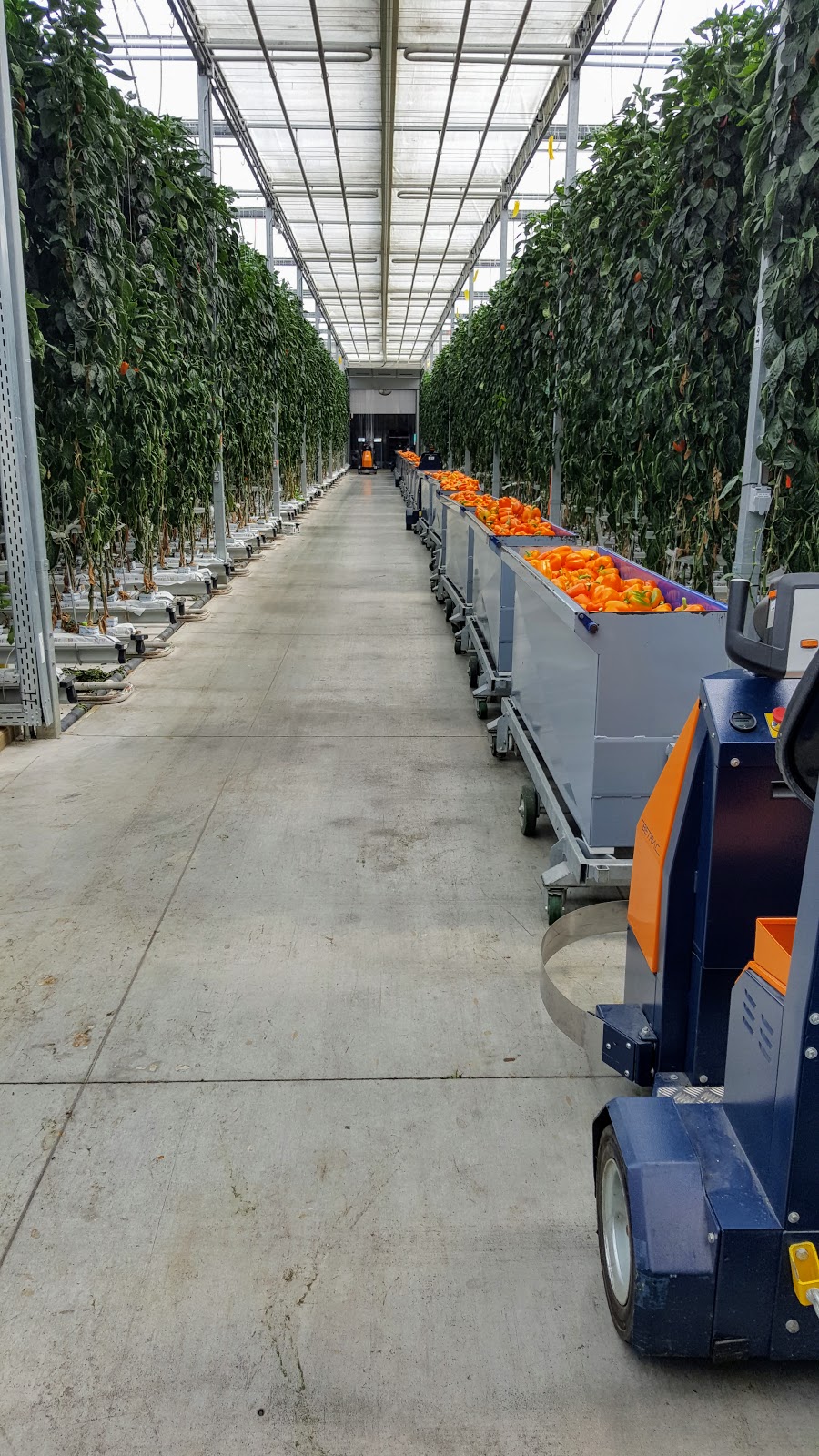 Greenhill Produce | 23282 Kent Bridge Rd, Kent Bridge, ON N0P 1V0, Canada | Phone: (519) 692-3477