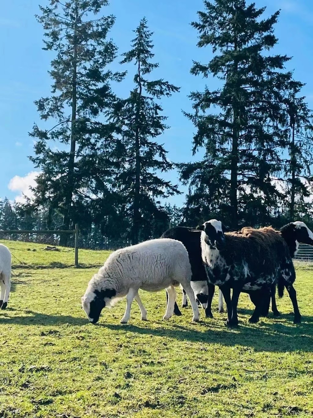 Misty Meadows Farm | 4805 Wilson Rd, Duncan, BC V9L 6L6, Canada | Phone: (778) 676-9666