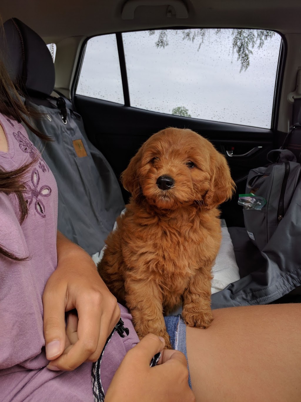 Goldenbellekennels | 37482 Zion Rd, Lucknow, ON N0G 2H0, Canada | Phone: (519) 450-9820