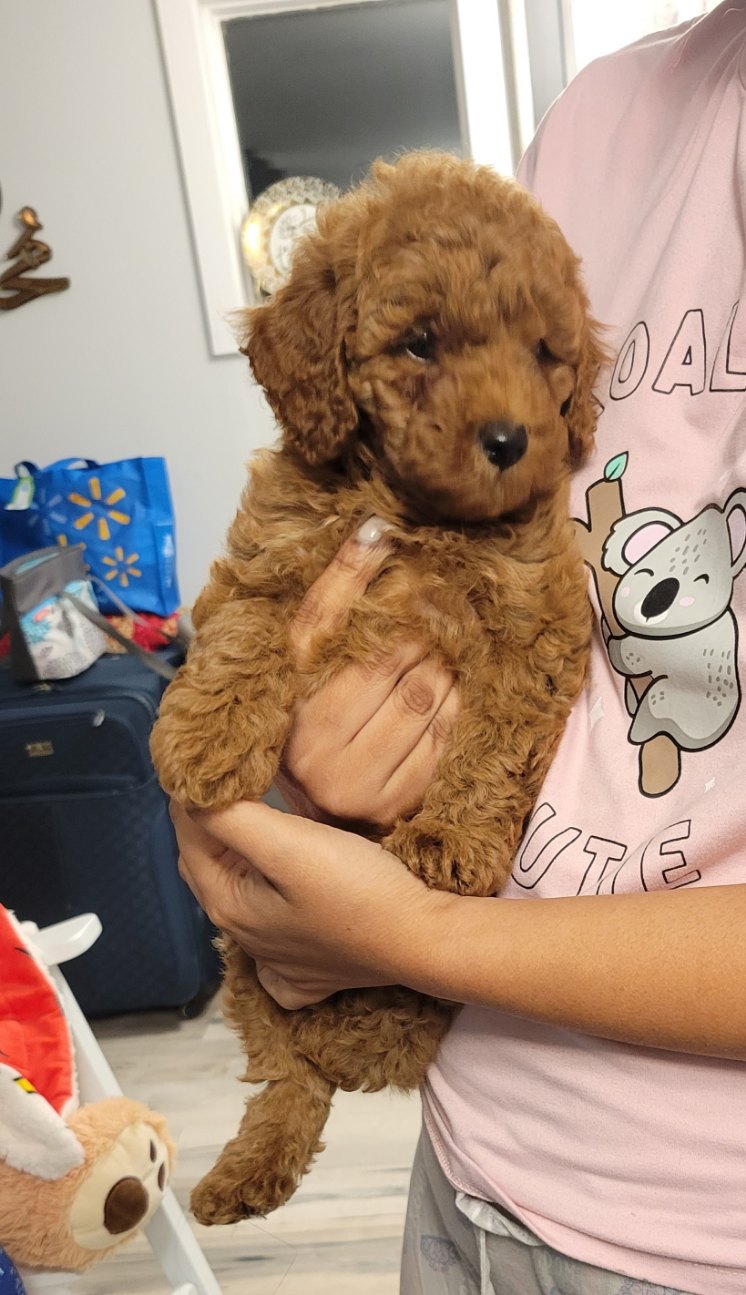 Cute Little Paws | 16 St Louis Rd, Winnipeg, MB R2M 3J5, Canada | Phone: (403) 918-8461